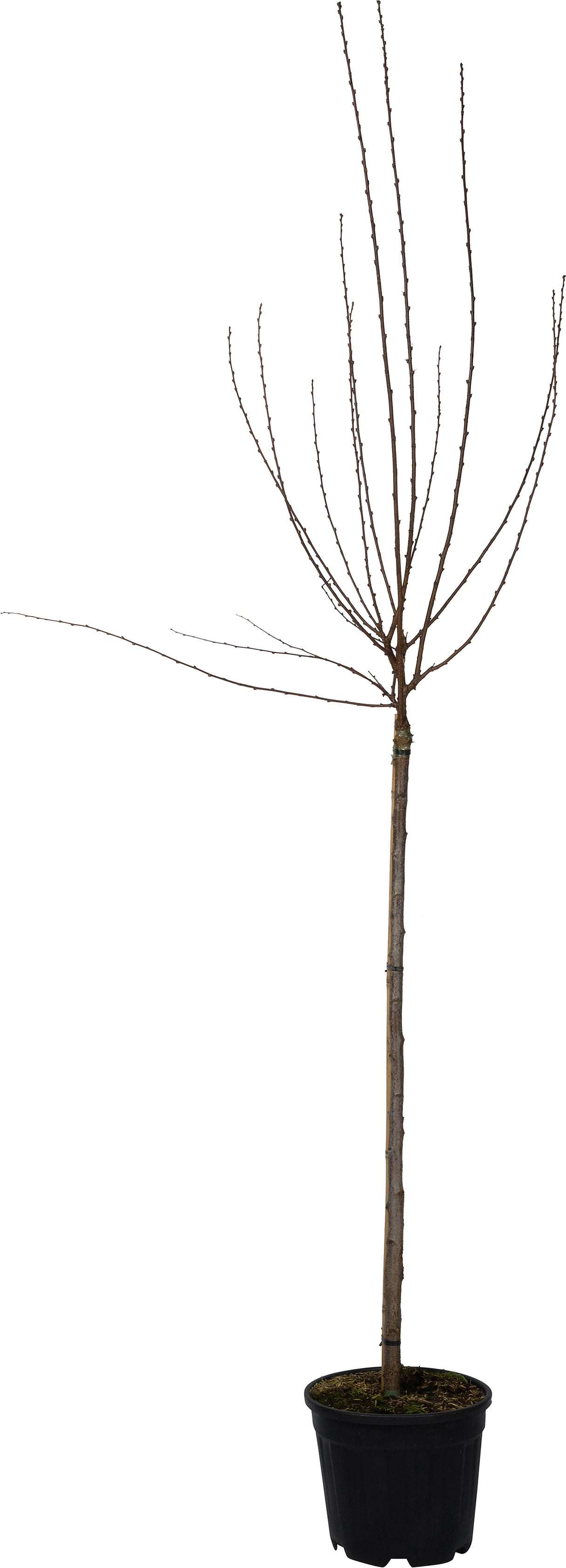 Amandelboompje op stam (Prunus triloba) D 28 H 120 cm