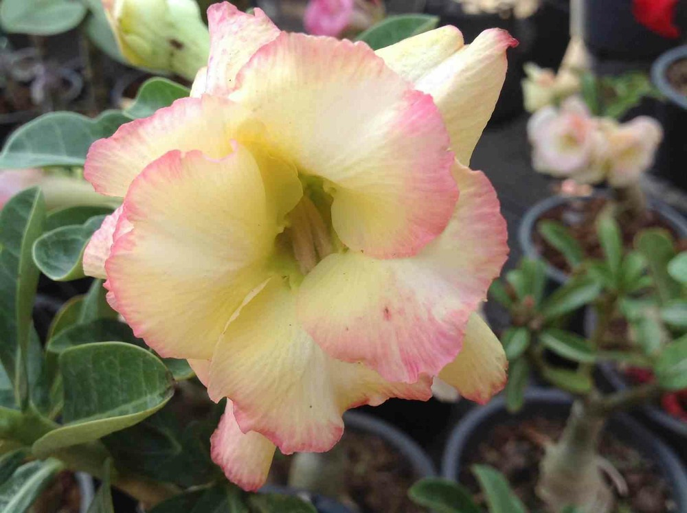 Adenium obesum cv.banburi yellow jaune rose - taille caudex d'environ 150g