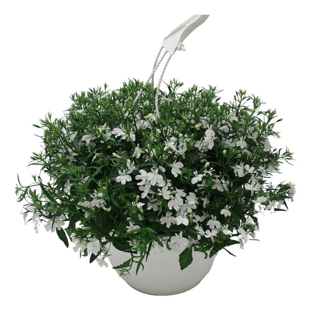 LOBELIA AMPEL Ø25CM