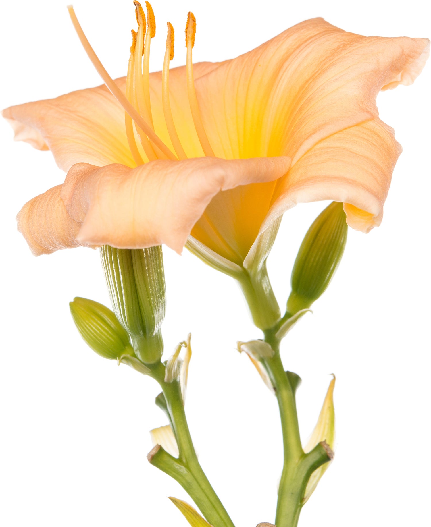 Daglelie (Hemerocallis 'Mini Pearl') D 11 H 10 cm