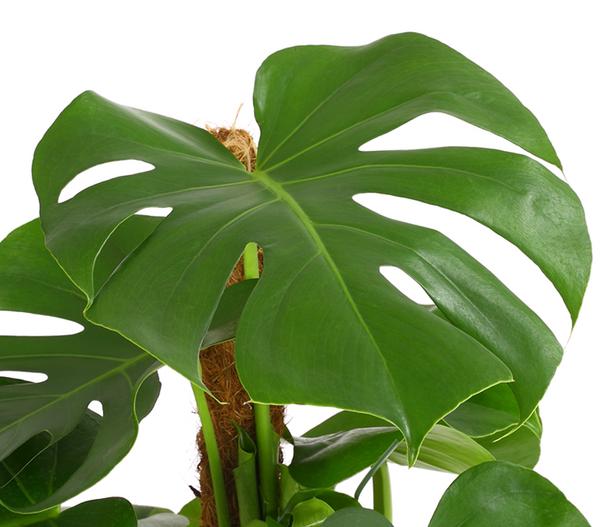 Fensterblatt - Monstera deliciosa am Moosstab