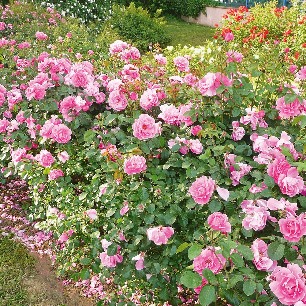 Rosier deborah meillandecor ® meinoiral le pot de 2l