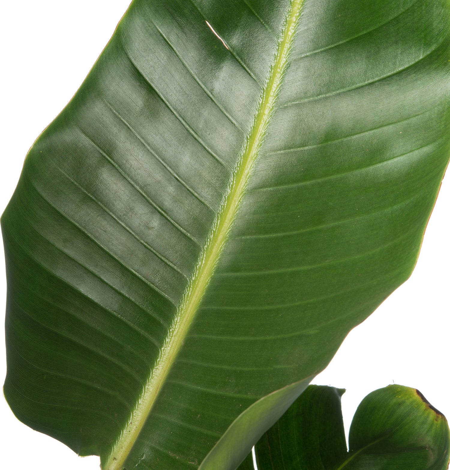 Paradijsvogelplant (Strelitzia nicolai) D 36 H 180 cm