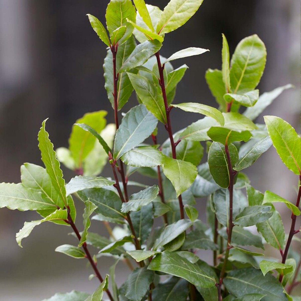 2x laurus nobilis - laurier de cuisine - arbuste - persistant – ⌀15 cm - ↕30-45 cm