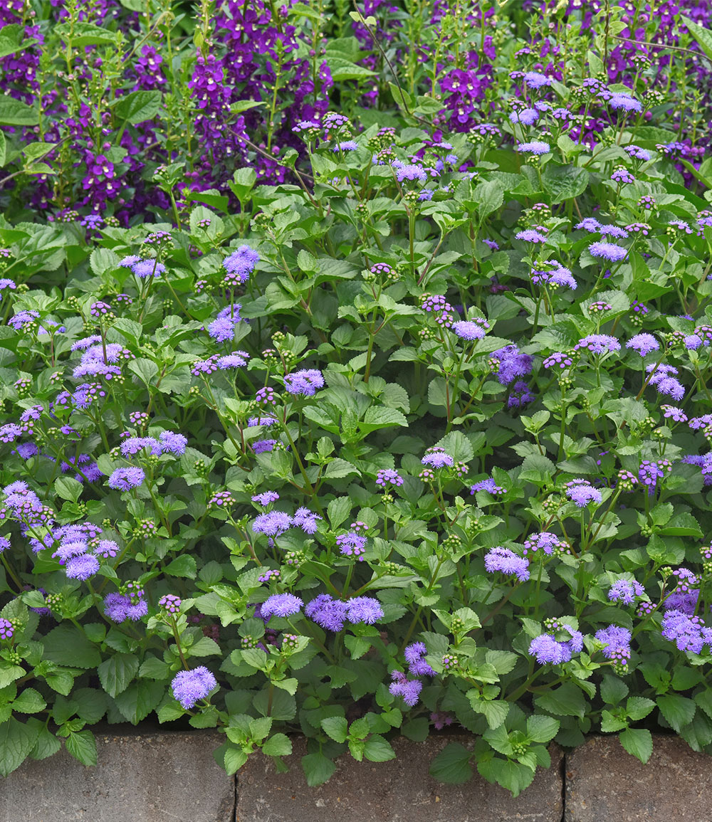 Ageratum 'Monarch Magic®'