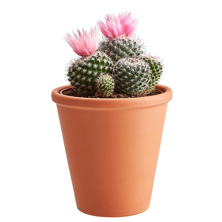 Cactus à fleurs, assortiment