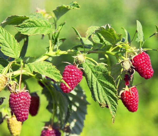 Himbeere 'Schönemann'
