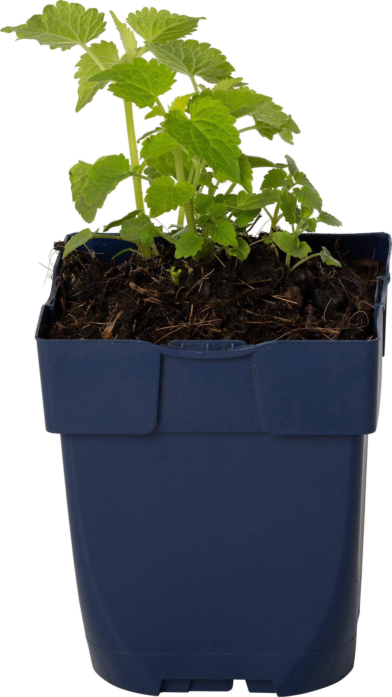 Dropplant (Agastache Rugosa 'Alabaster') D 11 H 20 cm