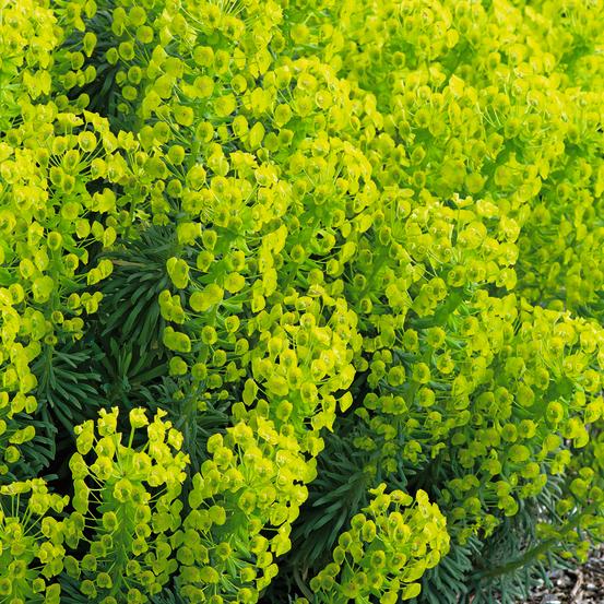 Euphorbe characias - pot 3L