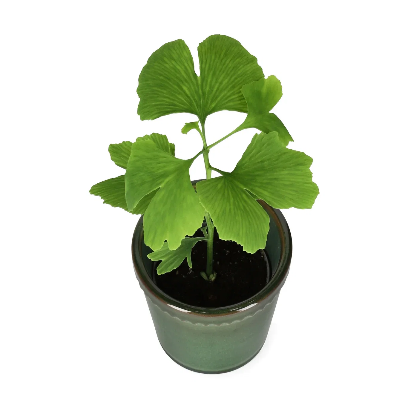 Ginkgo biloba Ginkgo Ø6,5 cm