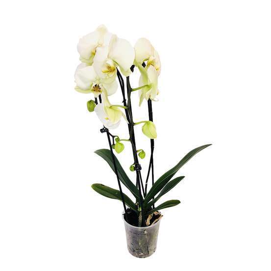 Orchidée Phalaenopsis en cascade 2 tiges - pot D.12 cm