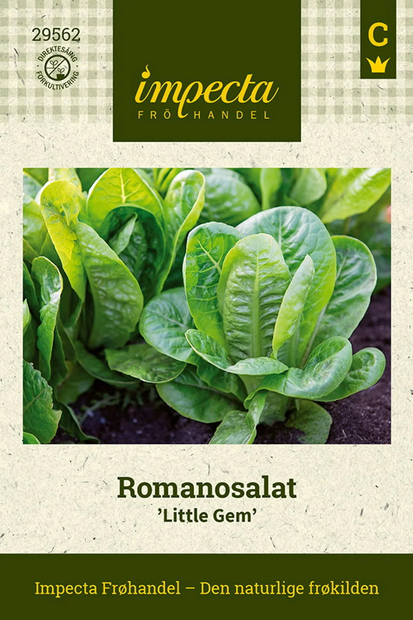 Lactuca sativa 'Little Gem' Romanosalat 'Little Gem'