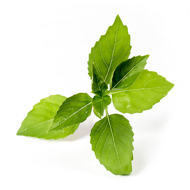 Lingot® Basilic citron Bio pour potager Véritable®