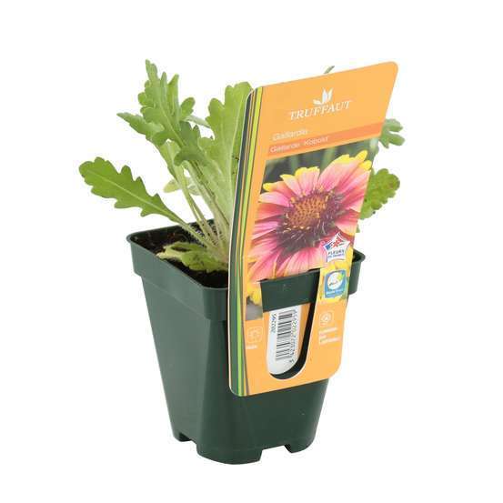Gaillarde Kobold : godet vert
