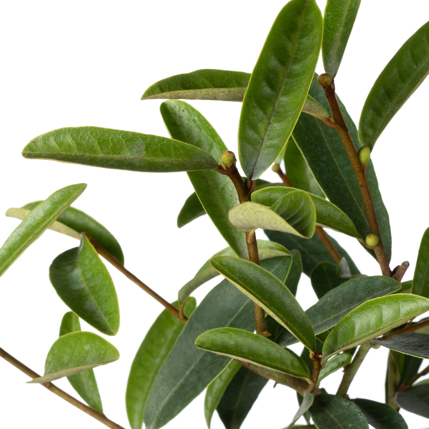 Dwerg Bananenstruik (Michelia 'Vanilla Pearls'®) D 13 H 20 cm
