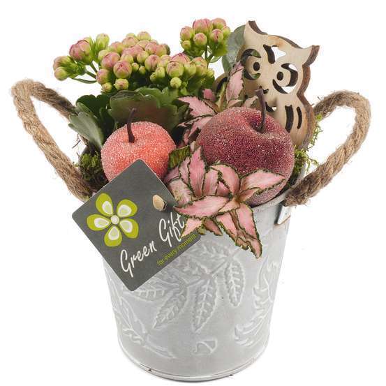 Compo pot zinc : 7 plantes vertes et fleuries. D12x H20cm