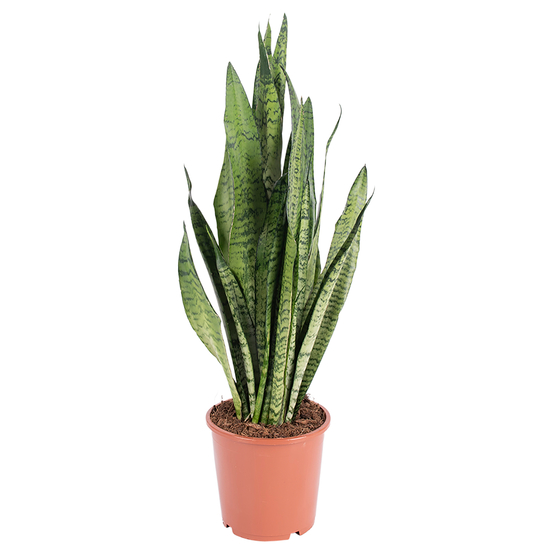 Sanseveria Zeylanica - pot D17cm