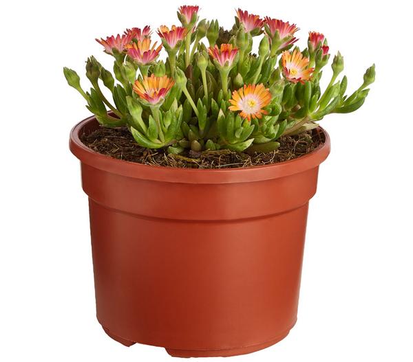 Mittagsblume 'Firespinner', verschiedene