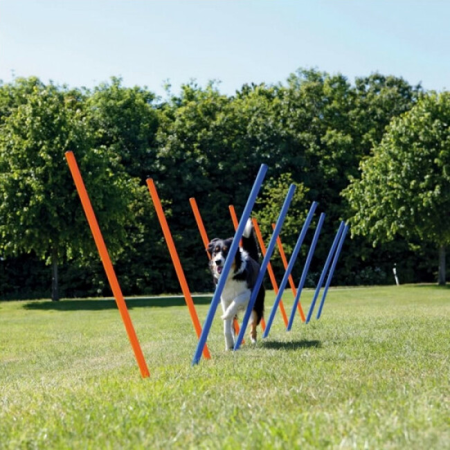 Piquets de slalom Agility