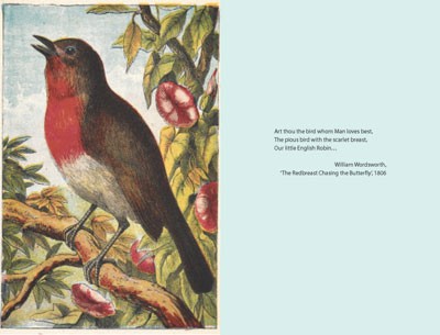 The Robin: A Biography - The Bird Biography Series (Hardback)