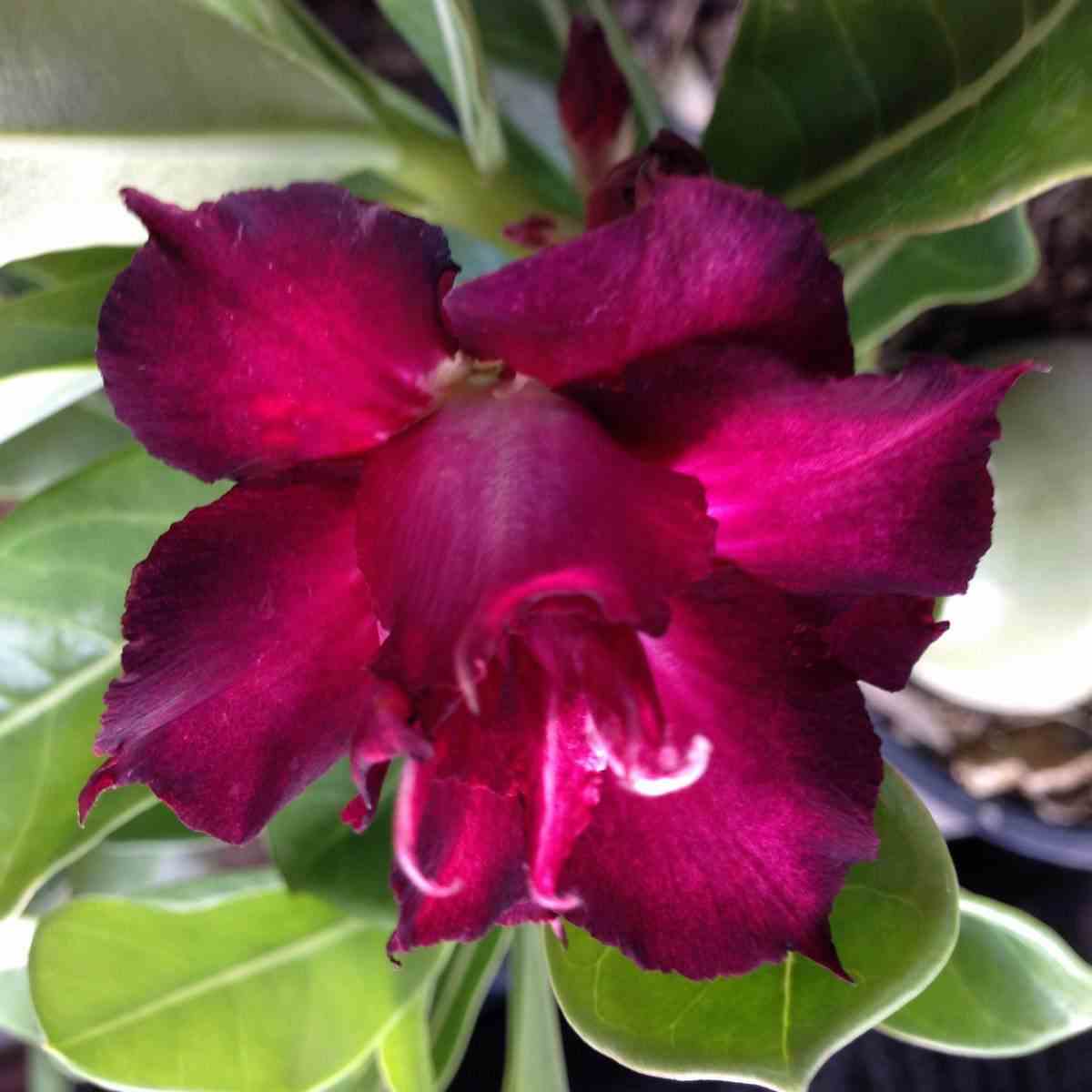 Adenium obesum cv.muang dang rouge - taille caudex d'environ 150g