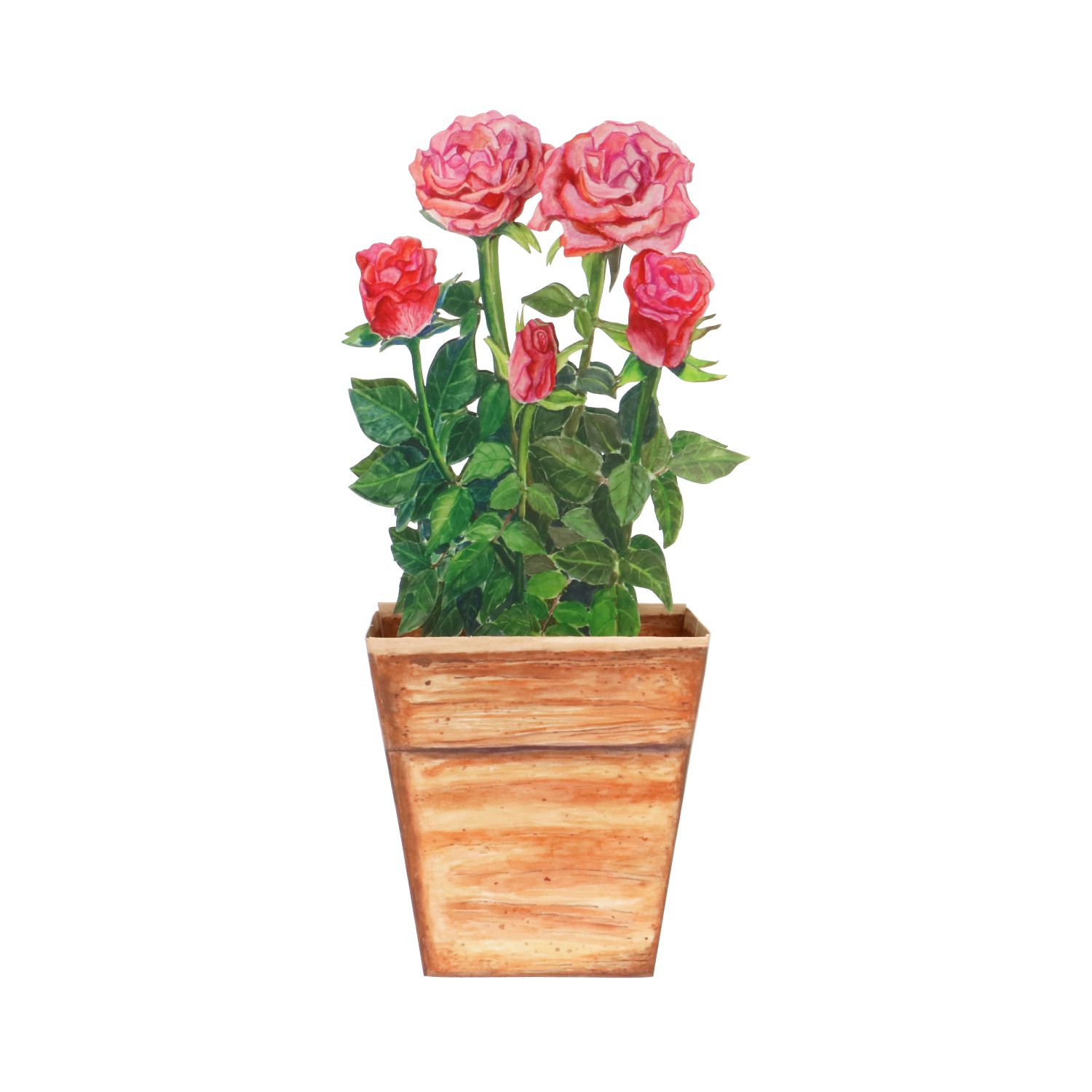 Kaart 3D met envelop, rozen