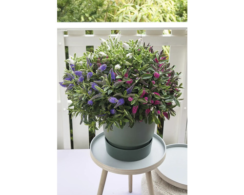Shrubby Veronica Trio Mix FloraSelf Hebe Addenda Trio Ø 23 cm pot willekeurige variëteitselectie