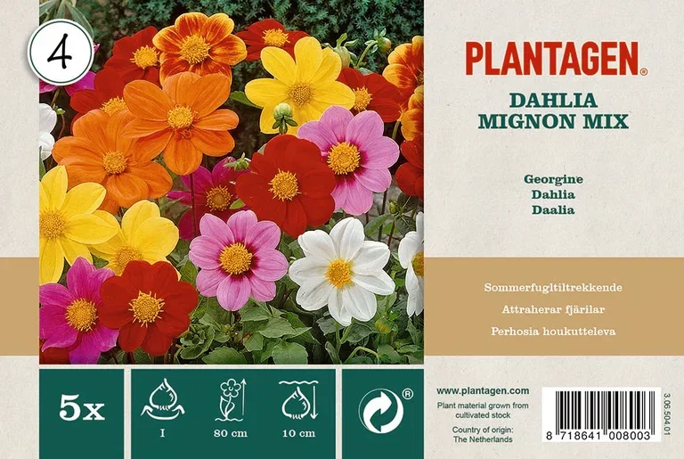 Plantagen Enkel hagegeorgine miks 2 pk