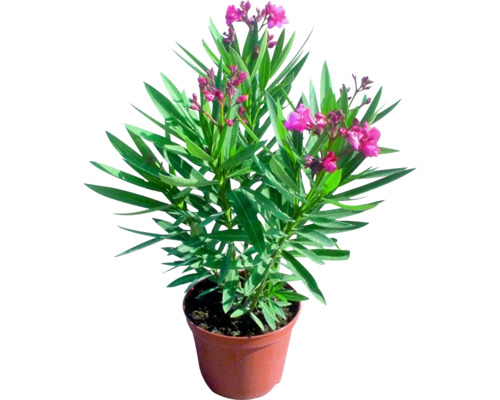 Oleander FloraSelf Nerium oleander H 40-60 cm Ø 19 cm pot