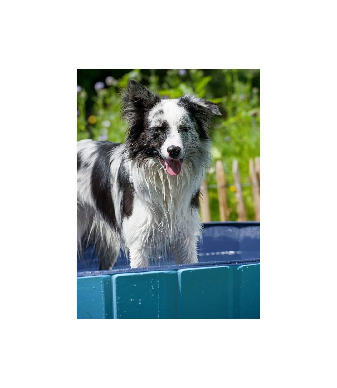 Paris Prix - Piscine Pour Chien robinet 120cm Bleu