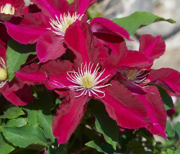 Waldrebe - Clematis 'Elpis'