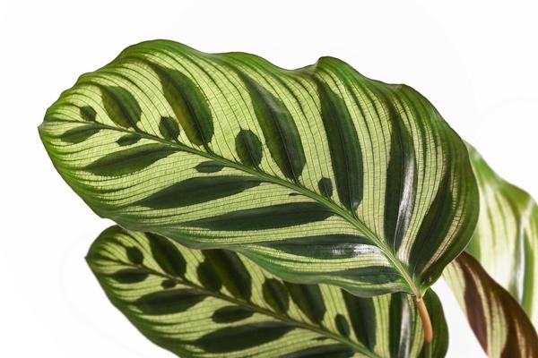 Korbmarante - Calathea makoyana