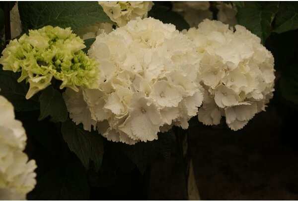 Hortensia (Hydrangea macrophylla 'Schneeball') H 20-25 cm
