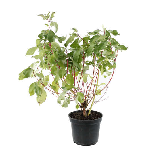 Cornus alba ' Baton Rouge ® ' : C5L h60/80cm