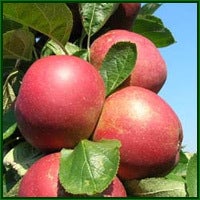 Biologische Handappel (Malus domestica 'Rode van Boskoop') D 26 H 150 cm