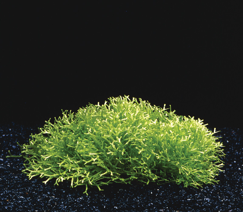 Waterplant Riccia Fluitans in-vitro