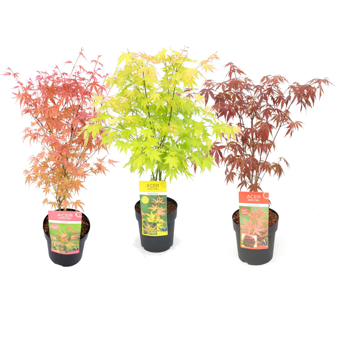 Acer palmatum - set de 3 - erable du japon - pot 19cm - hauteur 60-70cm