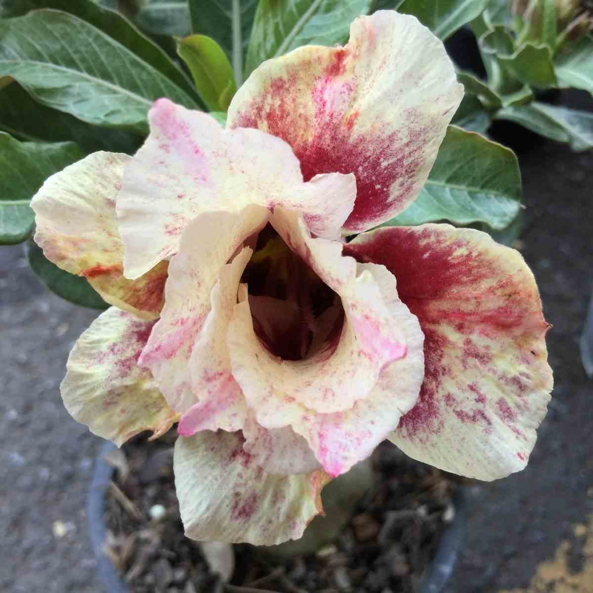 Adenium obesum cv.of love jaune rose - taille caudex d'environ 2000g 25/30cm très gros caudex