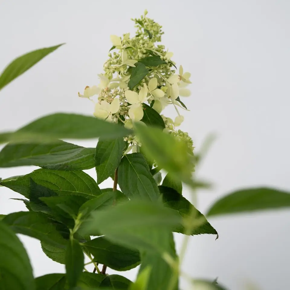 Pluimhortensia - Hydrangea paniculata 'Confetti' - Hoogte 25-40cm - ⌀19cm