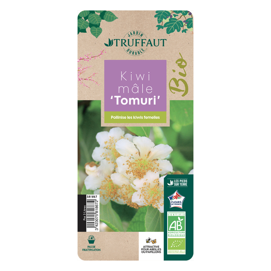 Kiwi chinensis 'Tomuri' mâle bio : pot de 3 litres