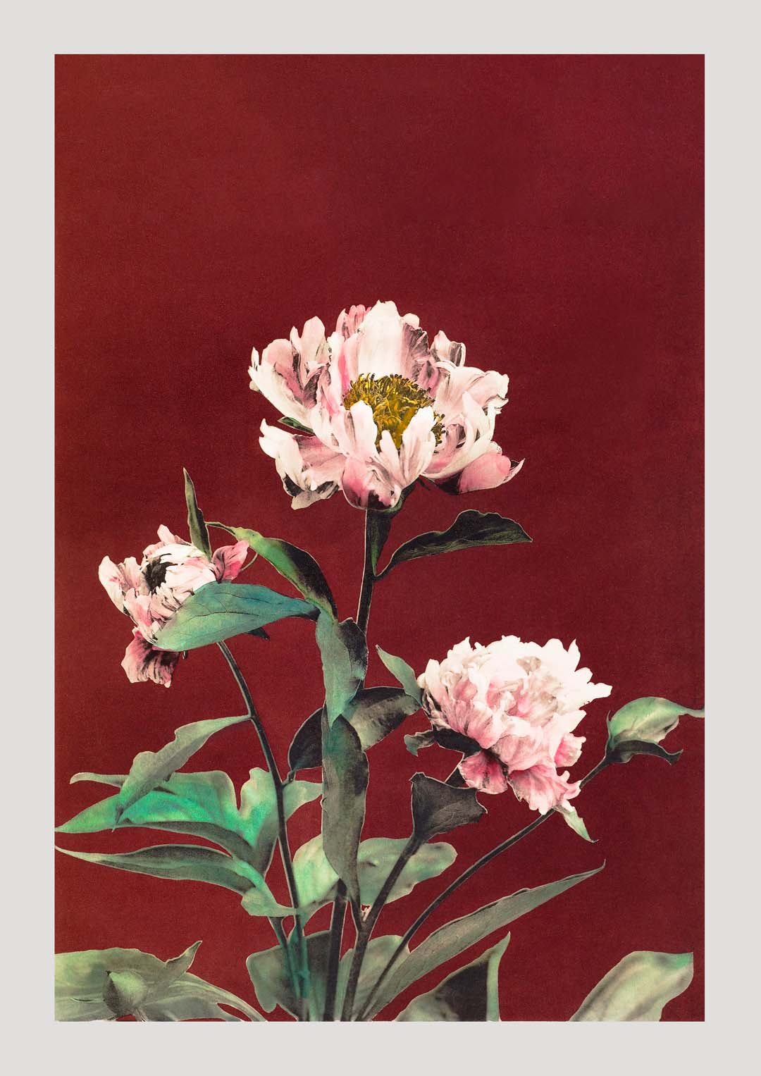 Hämorrhagische Pfingstrose von Ogawa Kazumasa