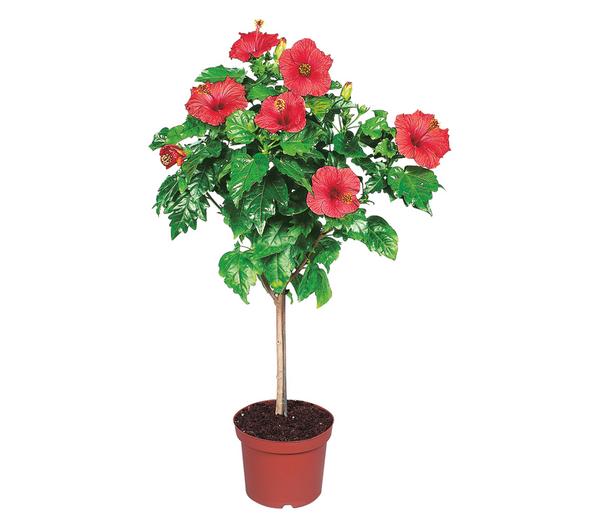 Zimmerhibiskus - Hibiscus rosa-sinensis,