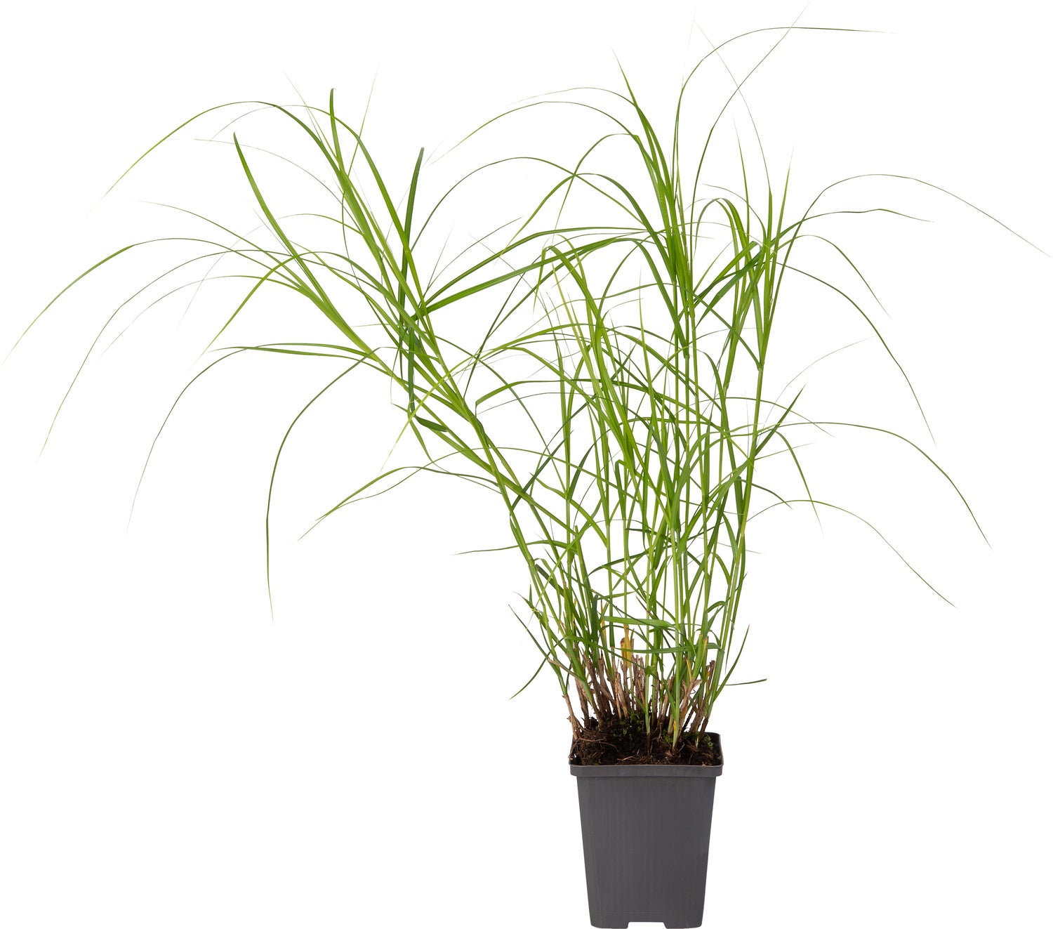 Parapluzegge (Carex muskingumensis) D 9 H 20 cm