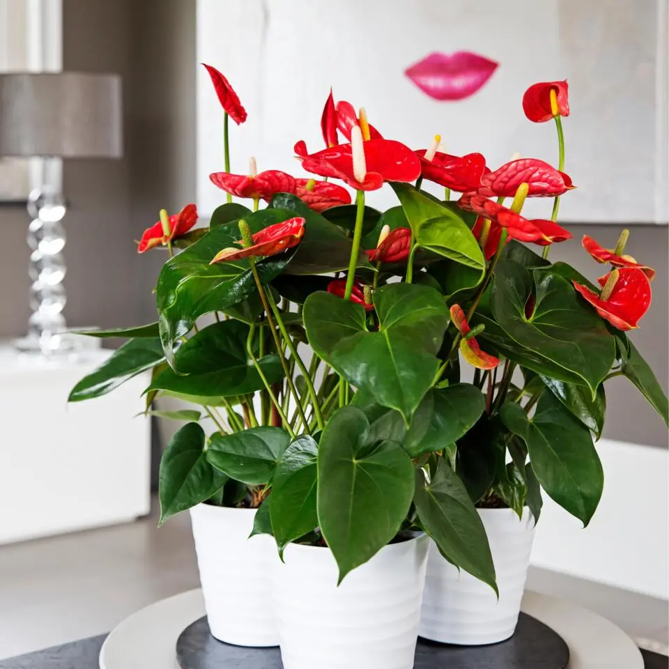 Flamingoplant - Anthurium 'Madural Red' - Hoogte 40-45cm - ø14cm