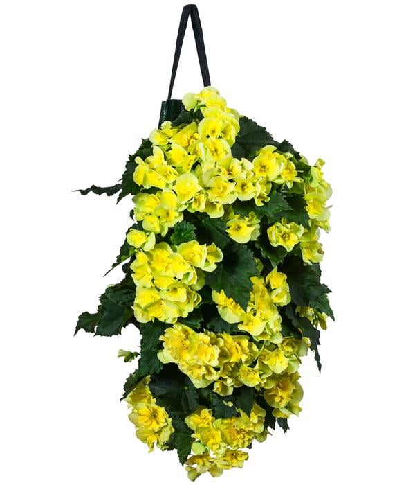 Wandhänger mit Hängebegonien, verschiedene