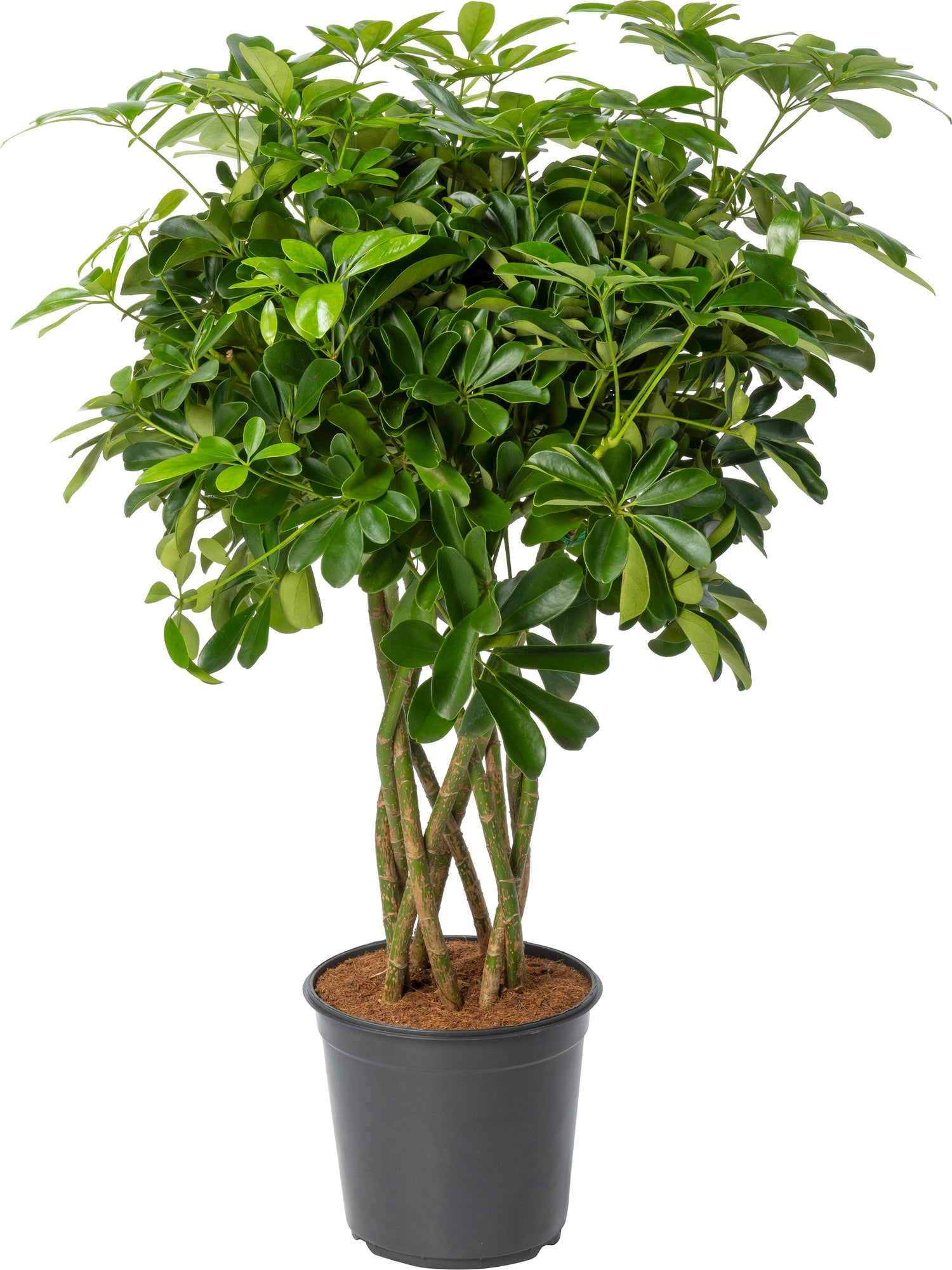 Vingersboom (Schefflera arboricola 'Compacta') D 24 H 100 cm