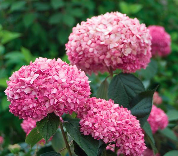 Schneeball-Hortensie 'Pink Annabelle®'