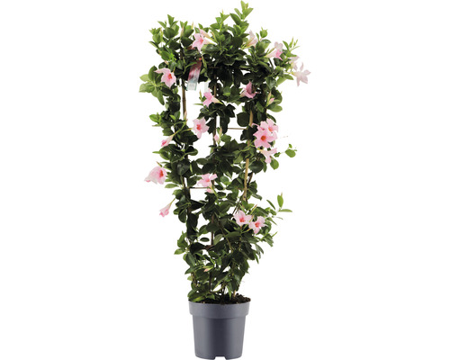 Dipladenia, trechtervormige leibloem FloraSelf Dipladenia mandevilla hybride Totale hoogte ca. 100 cm Ø 21 cm pot roze
