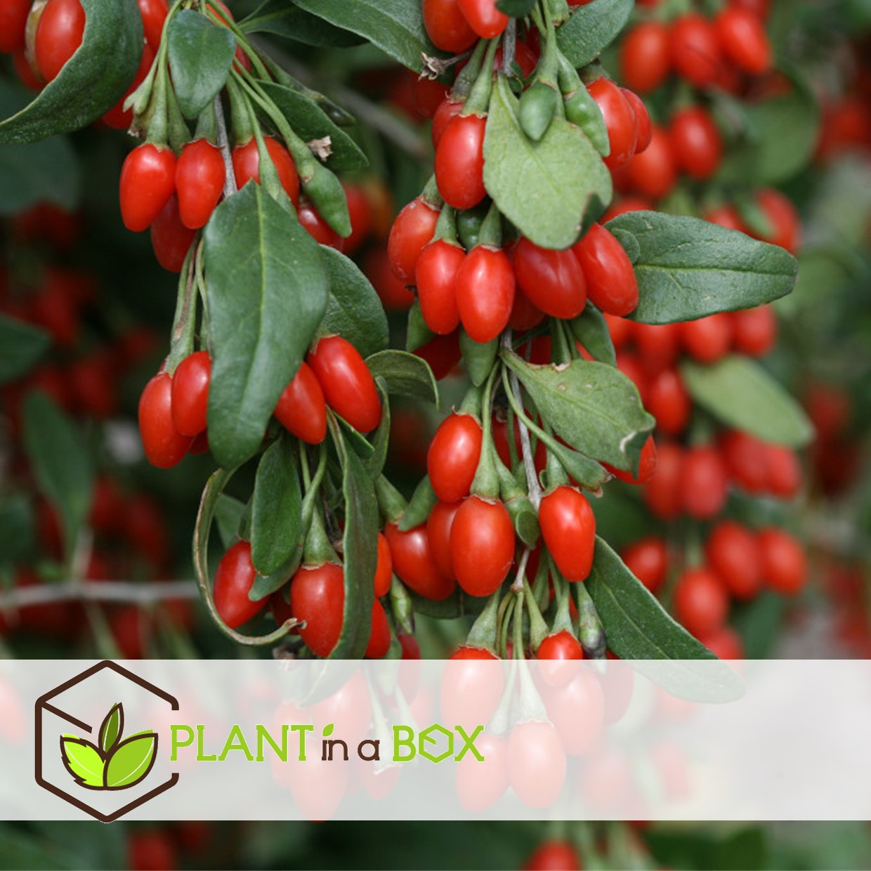 Lycium barbarum - set de 3 - plantes de goji - pot 9cm - hauteur 25-40cm