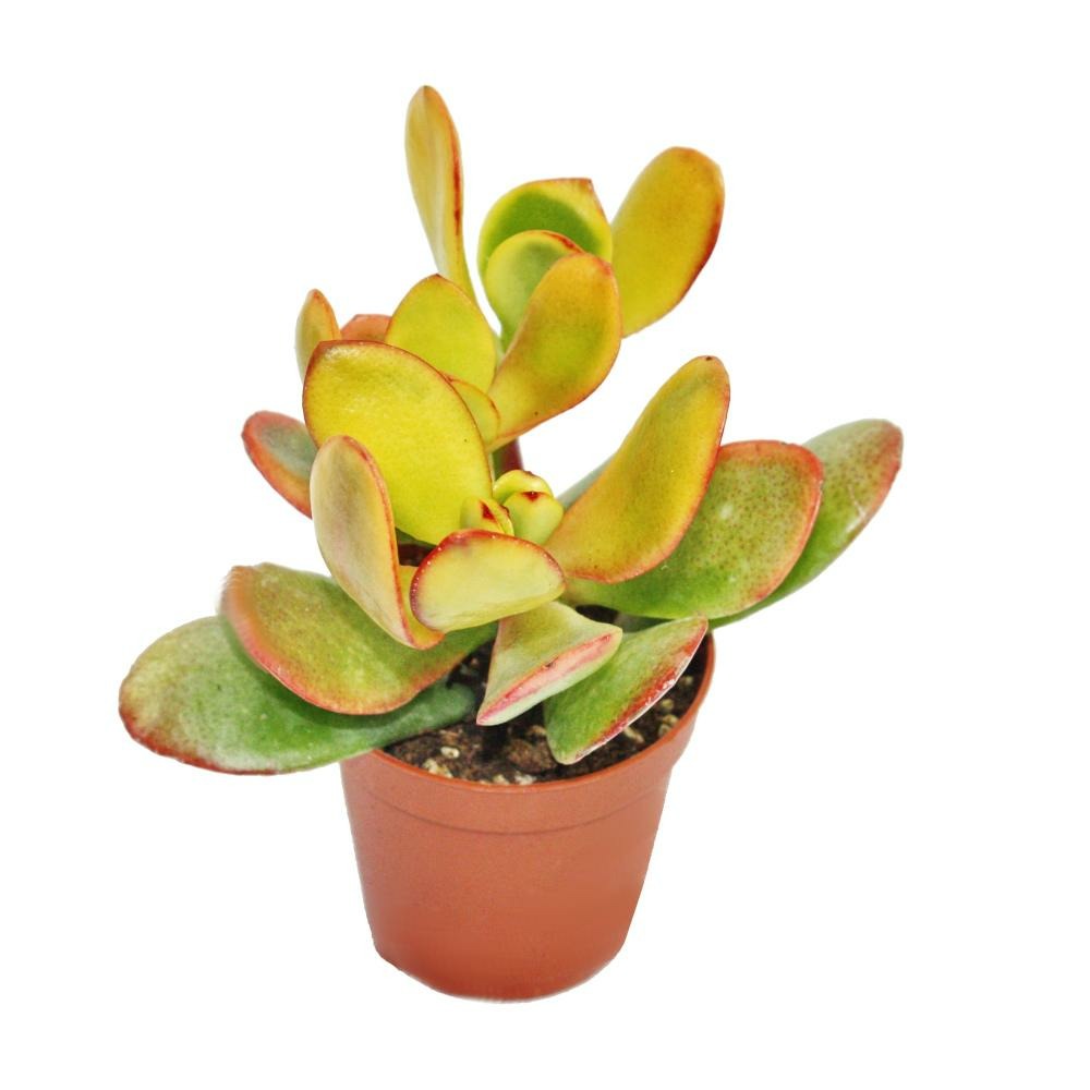 Crassula portulacea 